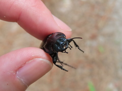 Pasimachus marginatus