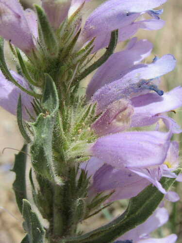 Image of Penstemon eriantherus by (c) Anders Hastings, some rights reserved (CC BY)