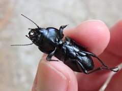 Pasimachus marginatus