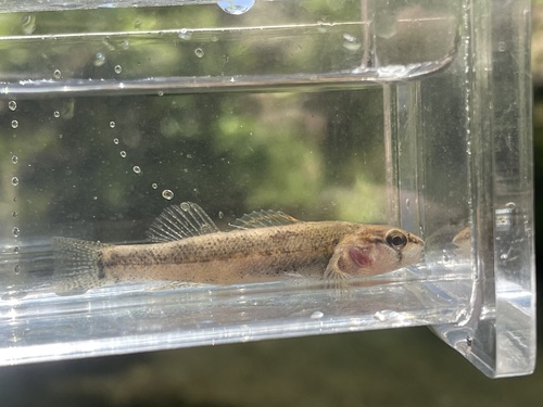 Paleback darter (Etheostoma pallididorsum) — Percidae — 5