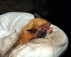 Myotis bocagii