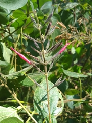 Salvia longistyla