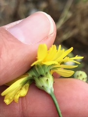 Malacothrix foliosa foliosa