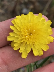 Malacothrix foliosa foliosa
