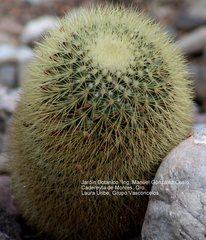 Mammillaria spinosissima