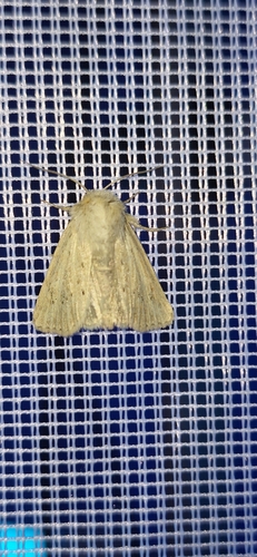 Concolorous
