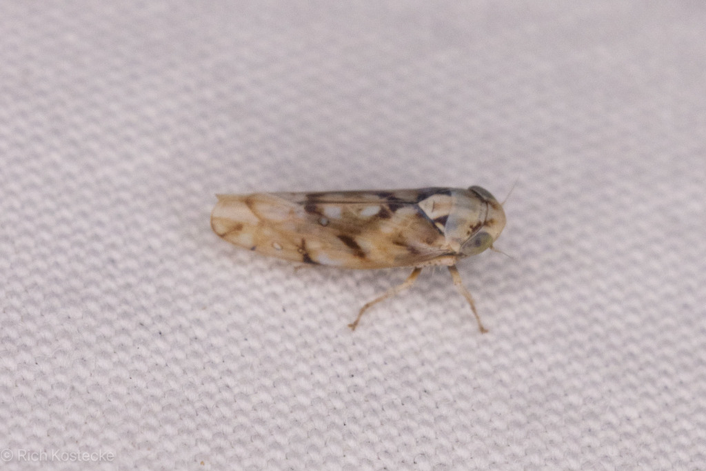 Eusama