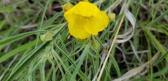 Oenothera serrulata