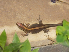 Pholidobolus vertebralis