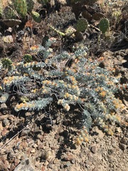 Acmispon argophyllus adsurgens