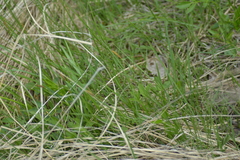 Carex pellita