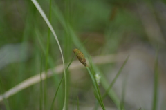 Carex pellita