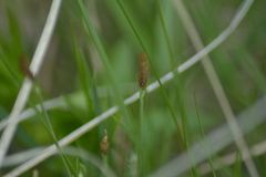 Carex pellita