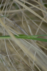 Carex pellita