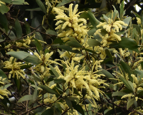 Acacia celsa observed 2024-02-29