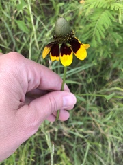Rudbeckia amplexicaulis