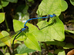 Argia medullaris