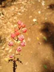 Comarostaphylis glaucescens