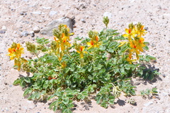 Hoffmannseggia repens