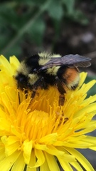 Bombus bifarius