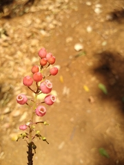 Comarostaphylis glaucescens