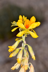 Hoffmannseggia repens