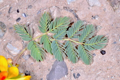 Hoffmannseggia repens