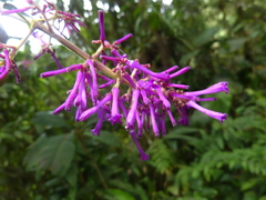 Palicourea angustifolia
