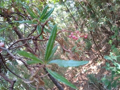 Comarostaphylis glaucescens