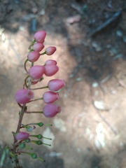 Comarostaphylis glaucescens