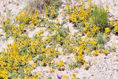 Hoffmannseggia repens