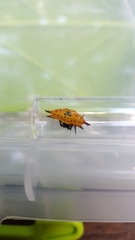 Gasteracantha quadrispinosa