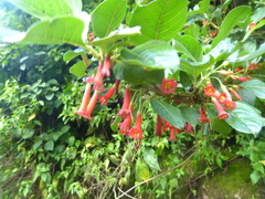 Iochroma fuchsioides