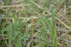 Carex pellita