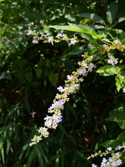 Vitex negundo cannabifolia