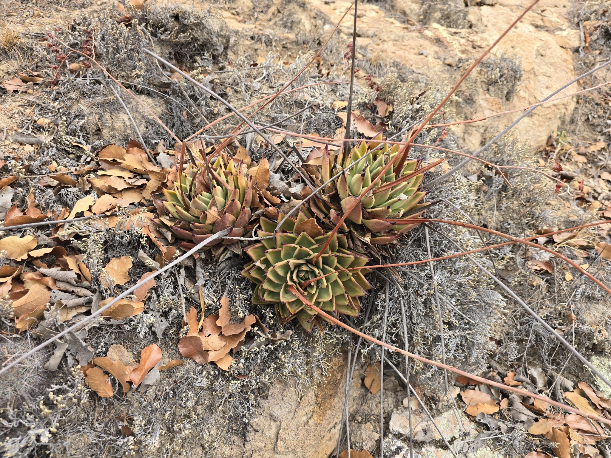 Imagem de Echeveria