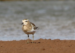 Charadrius modestus