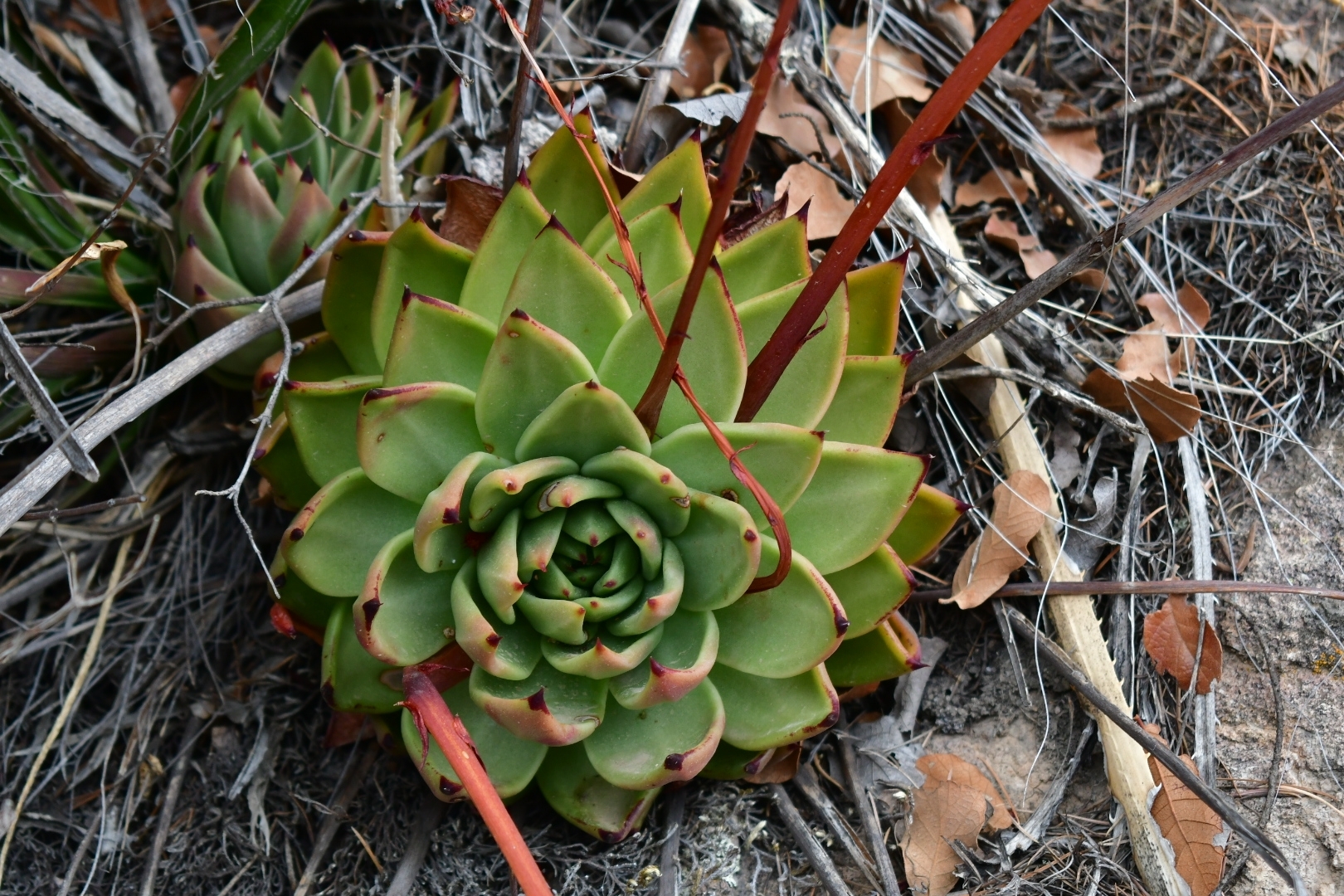 Imagem de Echeveria