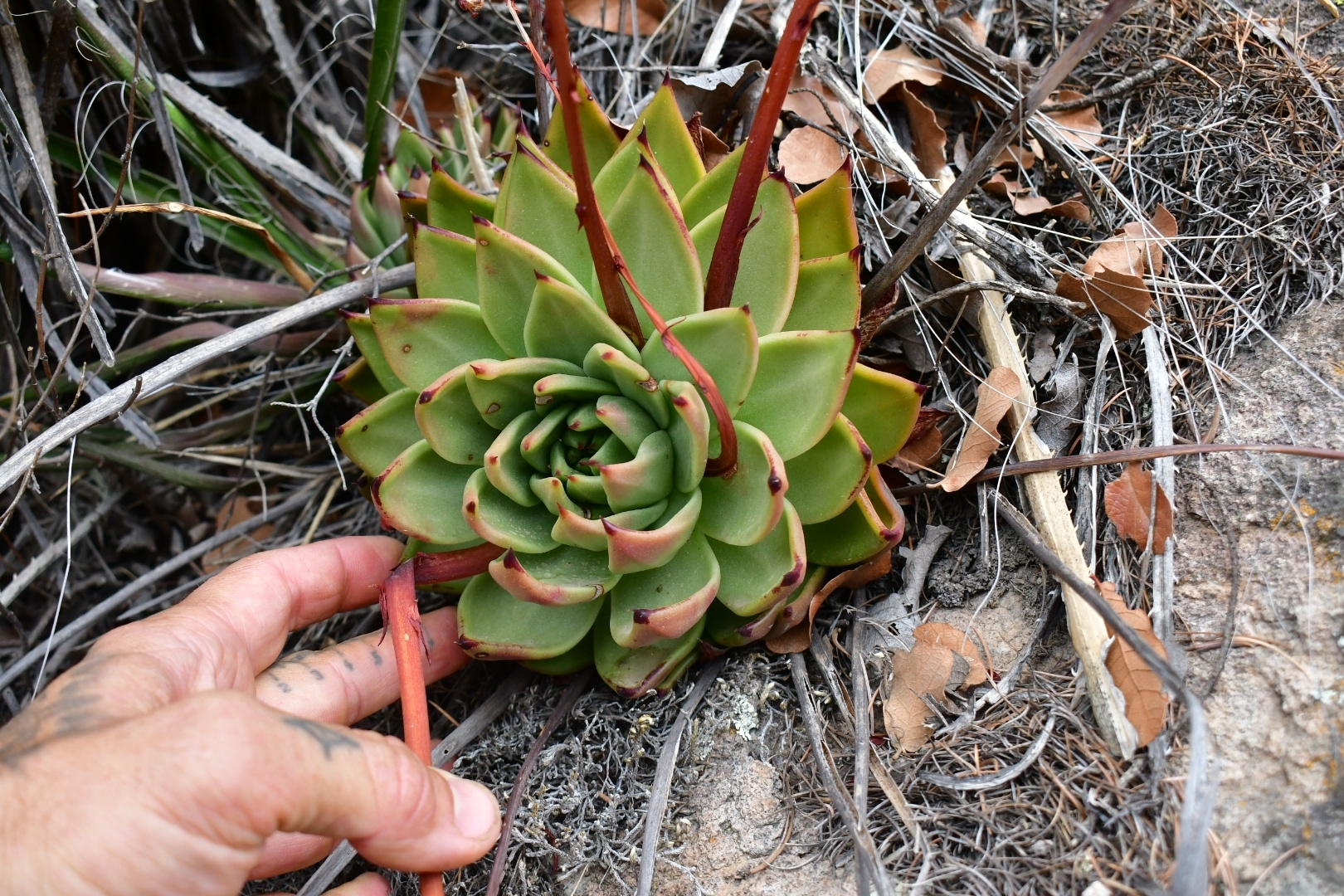 Imagem de Echeveria