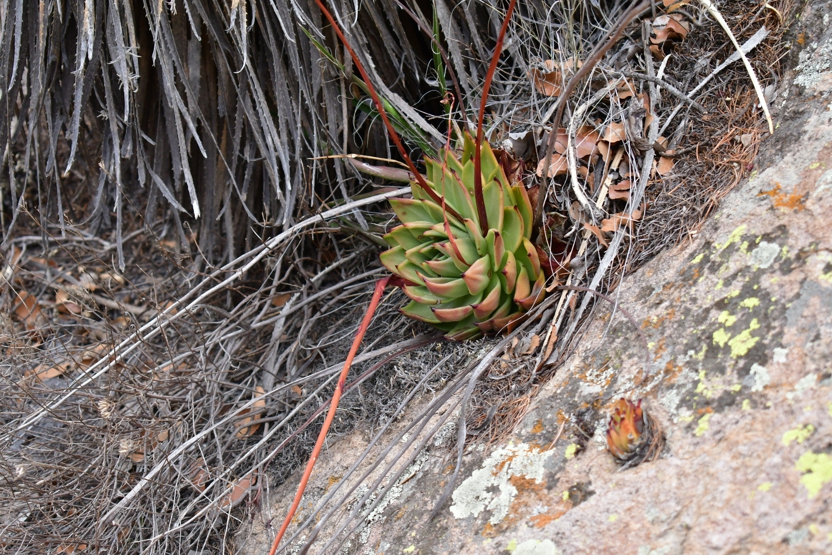 Imagem de Echeveria