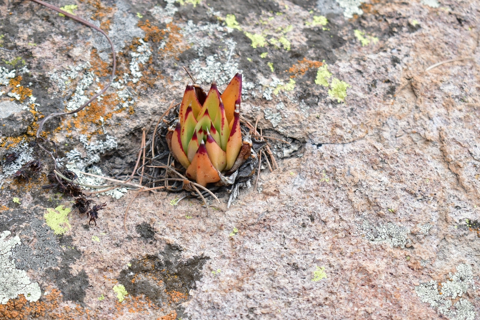Imagem de Echeveria
