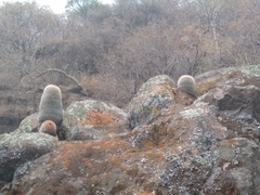 Mammillaria spinosissima spinosissima