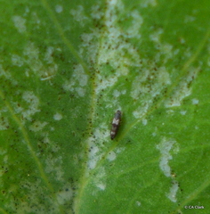 Caliothrips