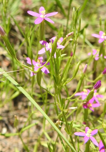 Image of Zeltnera texensis by (c) saltyhiker, some rights reserved (CC BY)