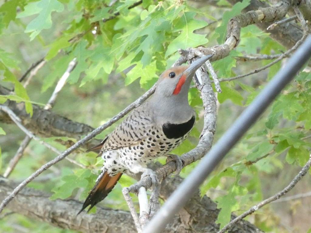 Northern Flicker from Summerhaven, AZ 85619, USA on June 6, 2024 at 08: ...