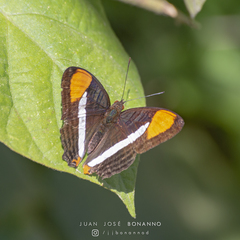 Adelpha syma