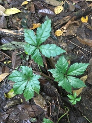 Tetrastigma obtectum glabrum