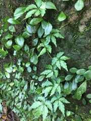 Tetrastigma obtectum glabrum