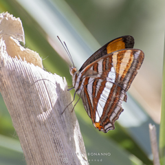 Adelpha syma
