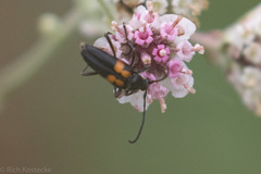 Typocerus lunulatus